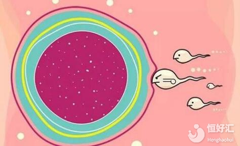 高龄女性想怀孕没有优势卵泡，该怎么办？